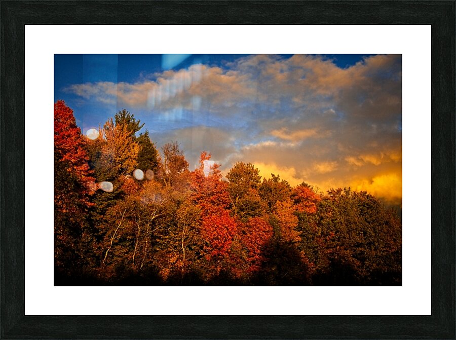 Golden Hour in the Treetops Picture Frame print