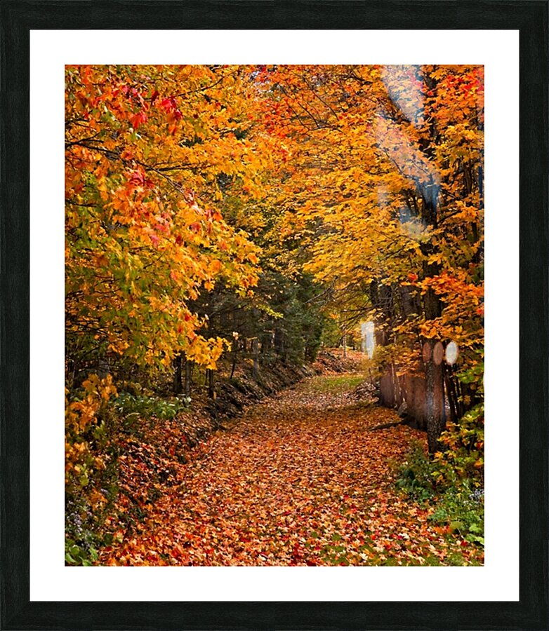 Pathway to Autumn Picture Frame print