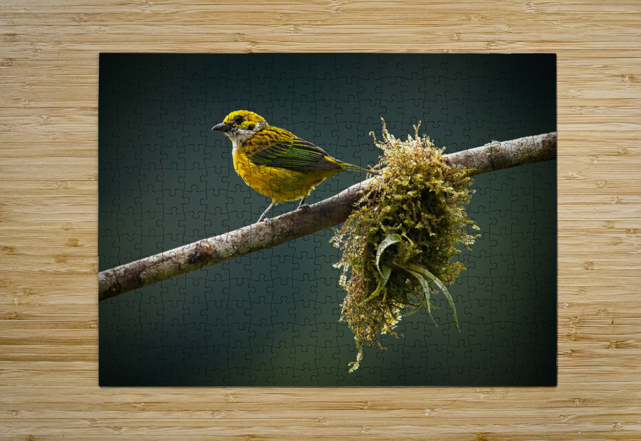 Golden Morning Song Chirag Pandya Puzzle printing