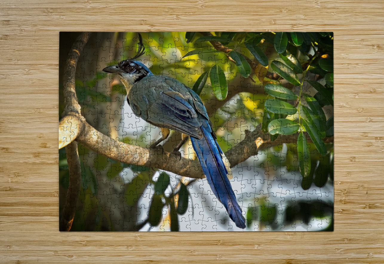 Blue-Crest Sentinel Chirag Pandya Puzzle printing