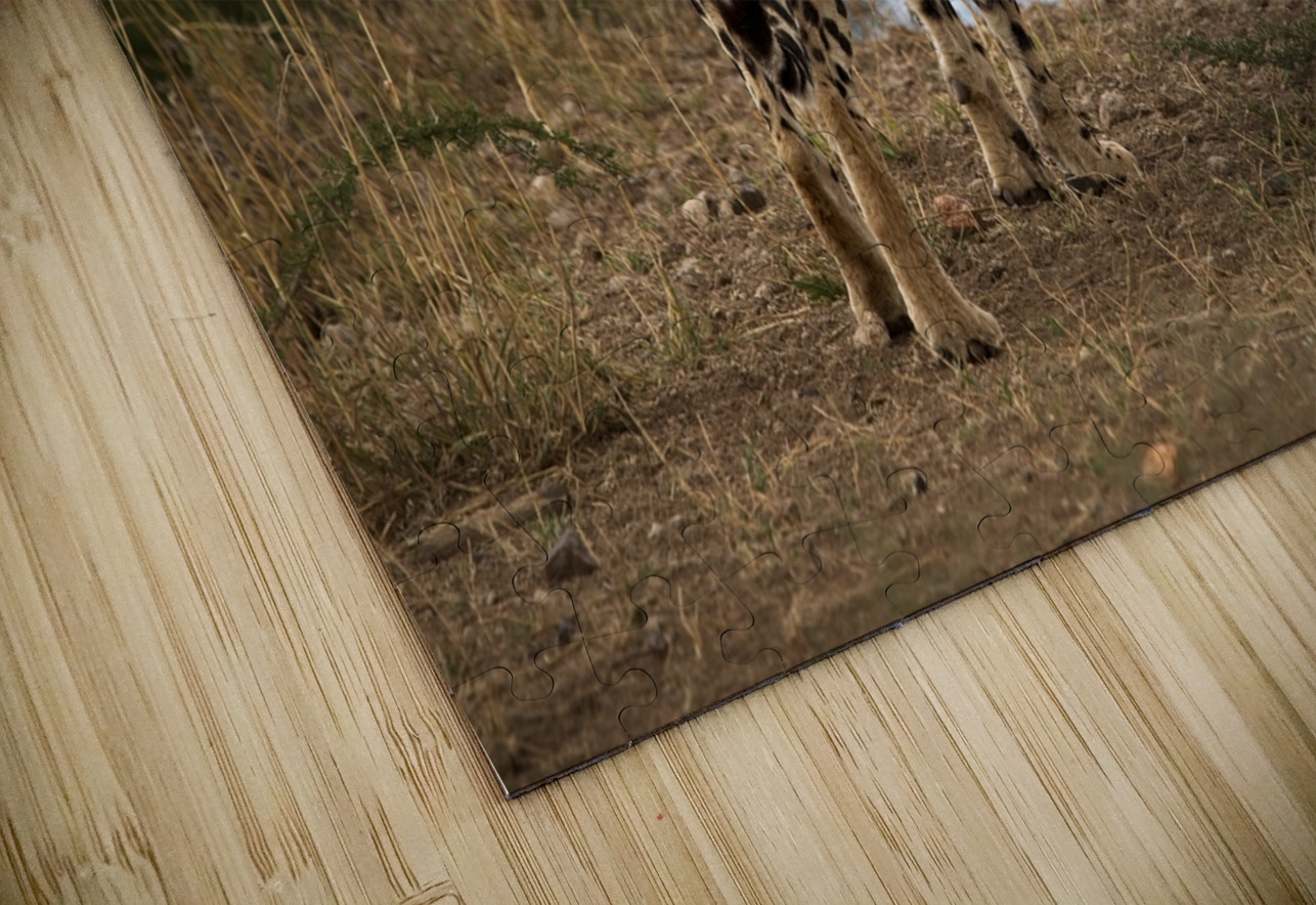 Cheetah by the Water Chirag Pandya Puzzle