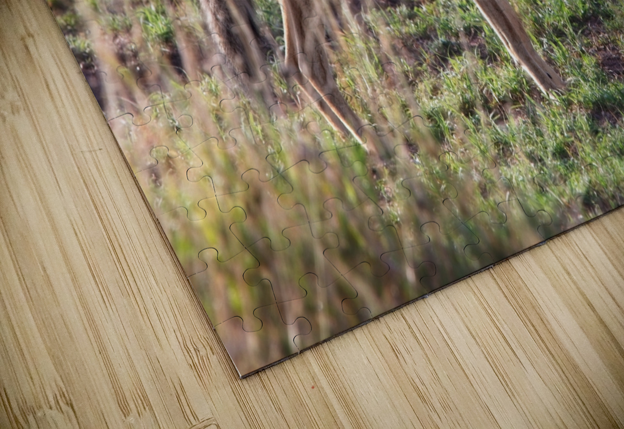 Black-Backed Jackal Chirag Pandya Puzzle