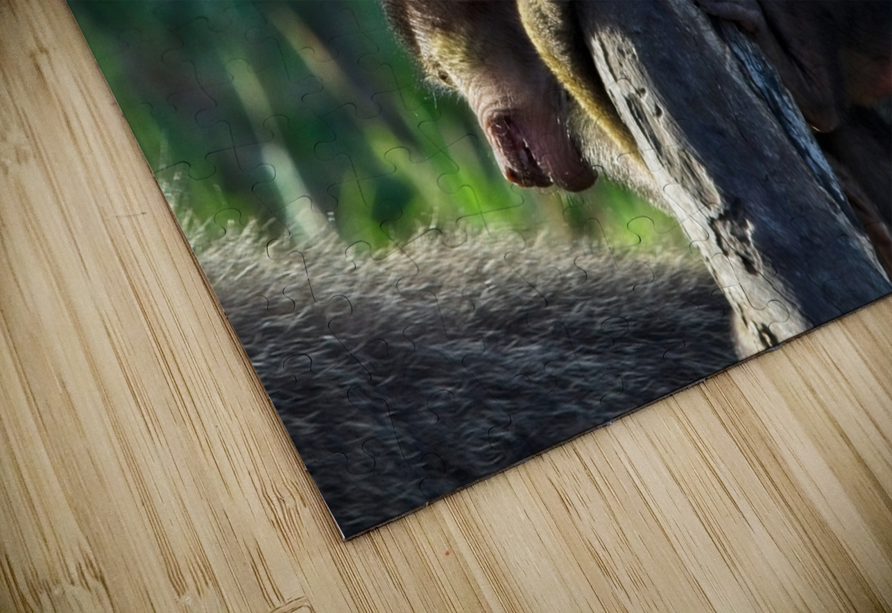 Baboons youth Chirag Pandya Puzzle