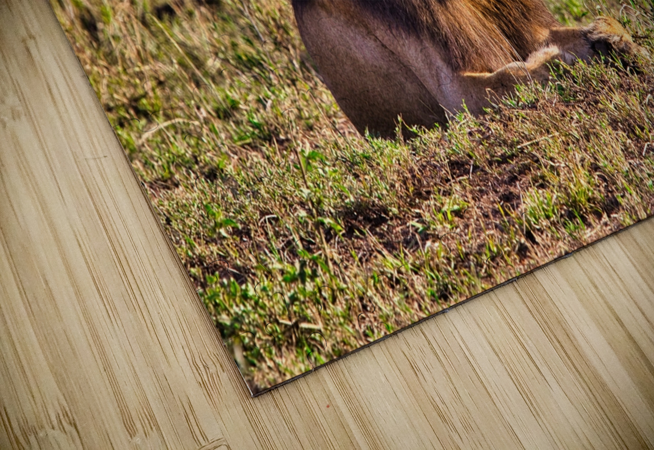 Majestic Morning King Chirag Pandya Puzzle