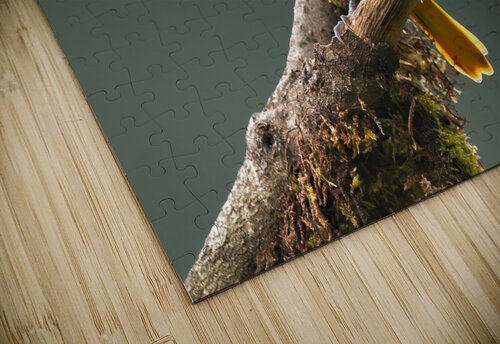 Fire in the Canopy Chirag Pandya puzzle