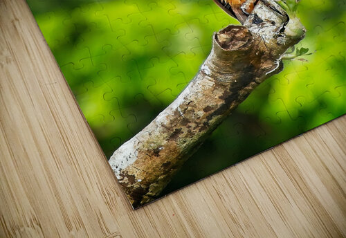 Golden Forest Guardian Chirag Pandya puzzle