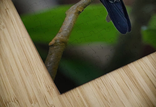 Emerald Perch Chirag Pandya puzzle