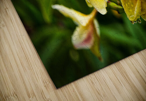 Yellow Plumeria After Rain Chirag Pandya puzzle