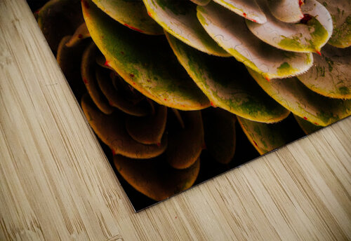 Radiant Succulent Spiral Chirag Pandya puzzle