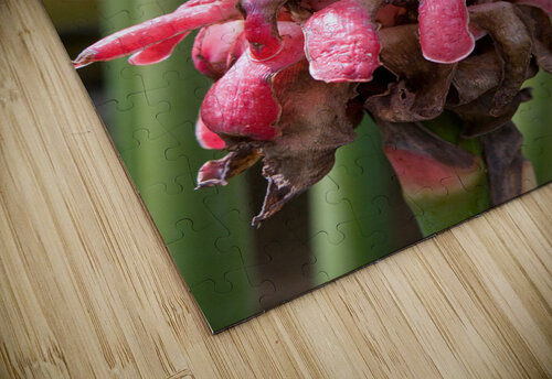 Torch Ginger Bloom Chirag Pandya puzzle