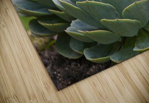 Succulent Rosettes Chirag Pandya puzzle