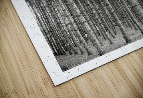 Forest Patterns Chirag Pandya puzzle