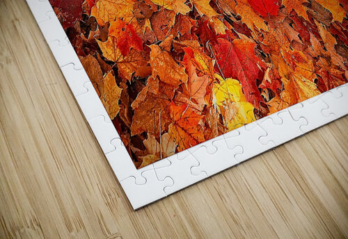 Autumn Carpet Chirag Pandya puzzle