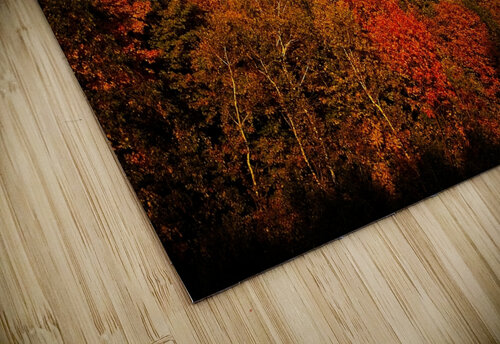 Golden Hour in the Treetops Chirag Pandya puzzle