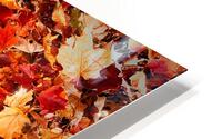 Autumn’s Golden Standout HD Metal print