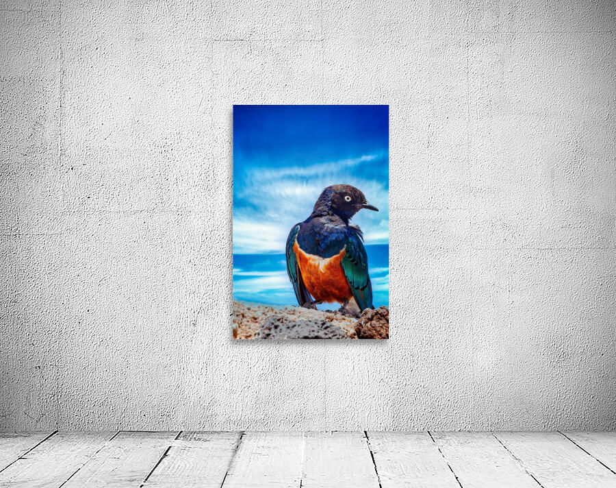 Skyfire Starling Wall Preview