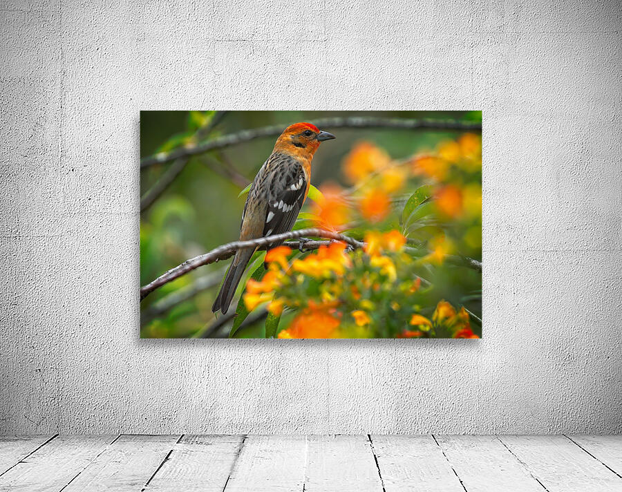 Firecrest in Bloom Wall Preview