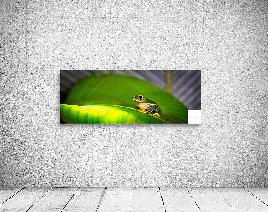 Frog on Leaf Wall Preview