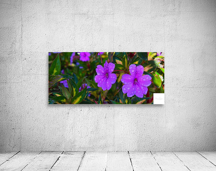 Dew-Kissed Magenta Blossoms Wall Preview