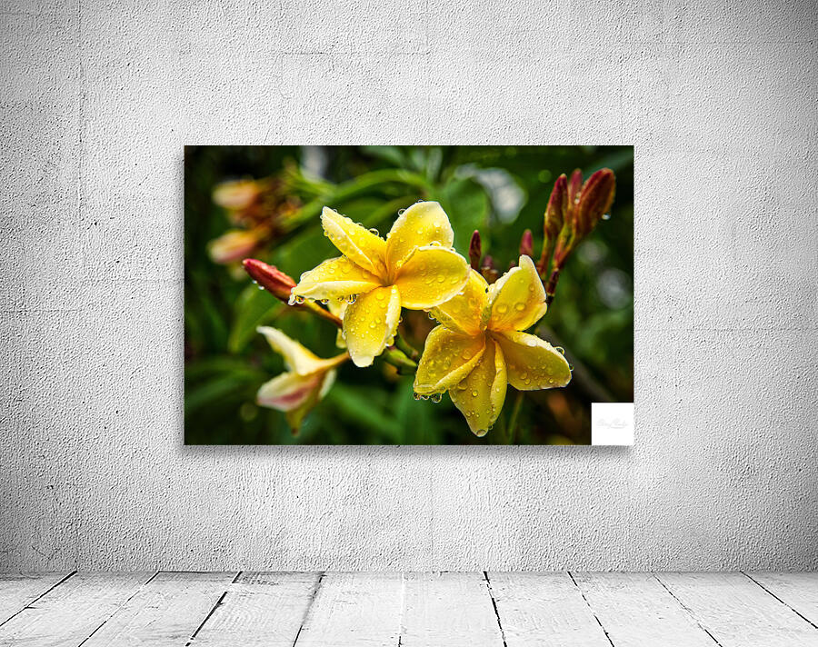 Yellow Plumeria After Rain Wall Preview