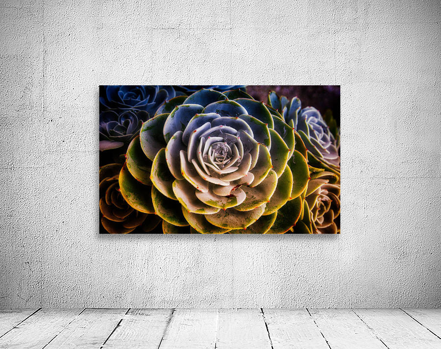 Radiant Succulent Spiral Wall Preview