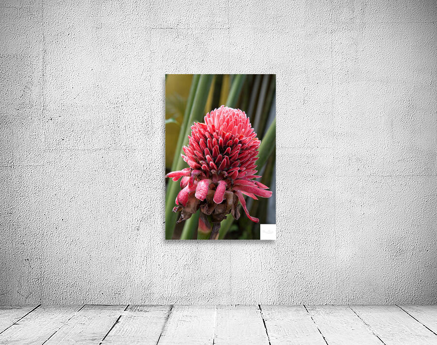 Torch Ginger Bloom Wall Preview