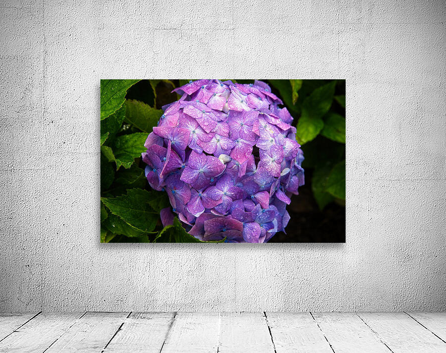 Hydrangea Jewel Wall Preview