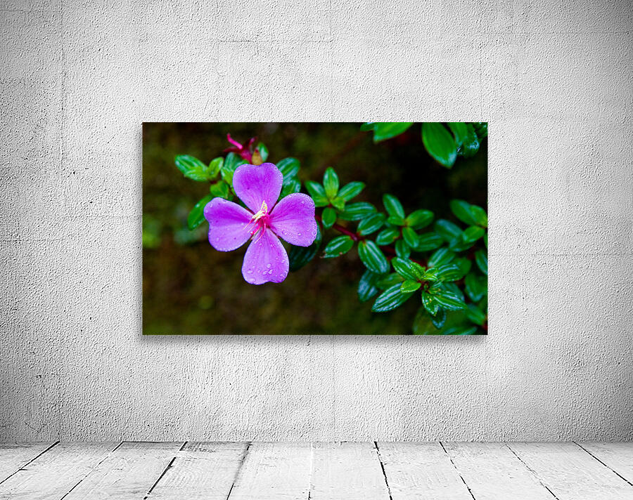 Purple Blossom After Rain Wall Preview