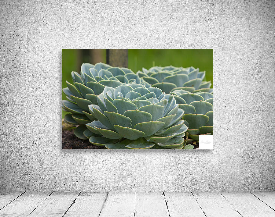 Succulent Rosettes Wall Preview