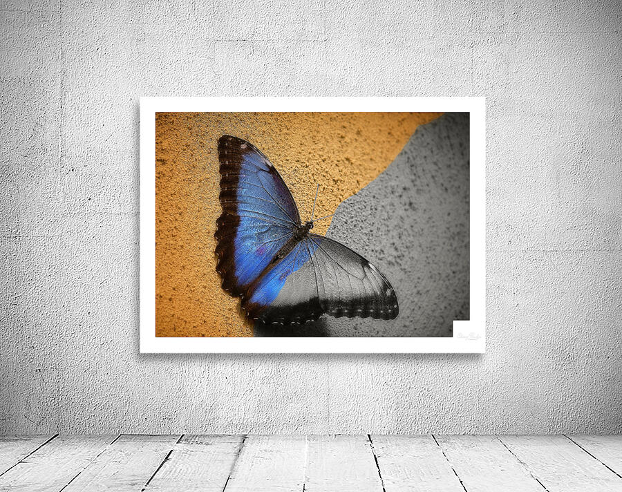 Blue Wing Beauty Wall Preview