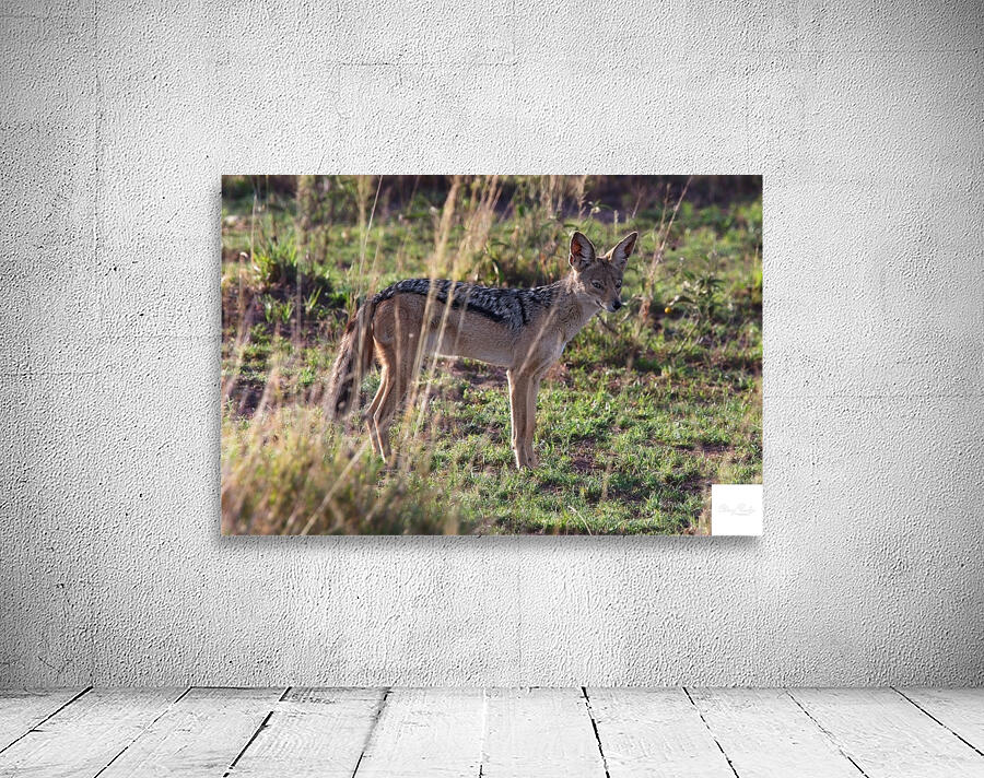 Jackal in the Grass Wall Preview