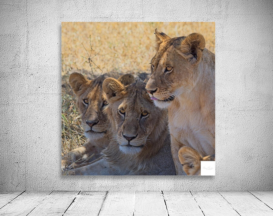 Lion Sisters Wall Preview