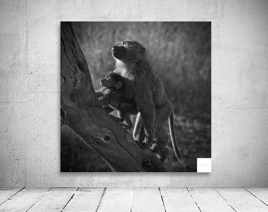 Baboons in Morning Light Wall Preview