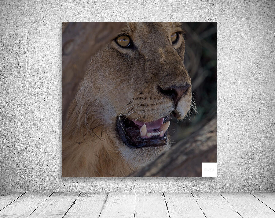 Close Look Wall Preview