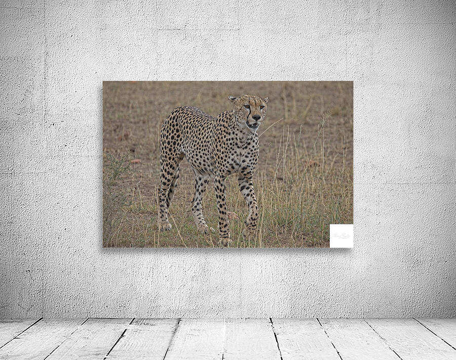 Cheetah on Patrol Wall Preview