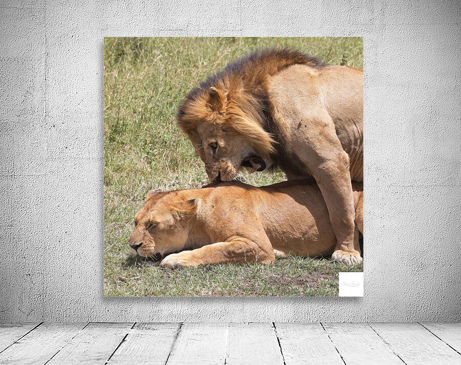 The Lions Claim Wall Preview