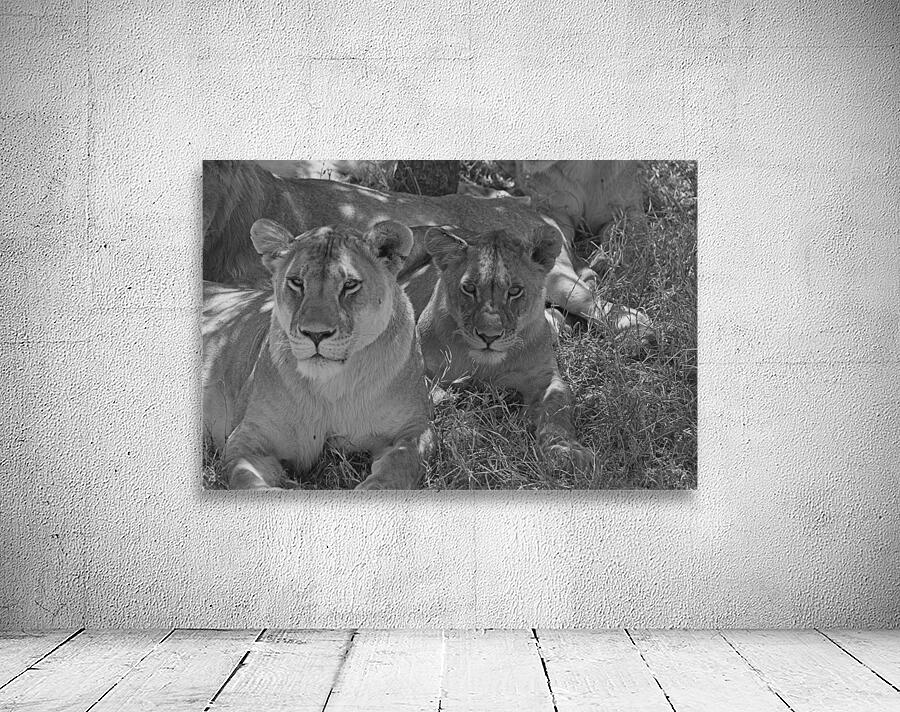 Sisters of the Savannah Wall Preview