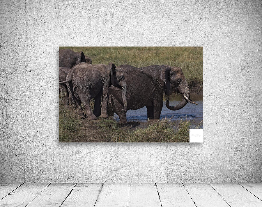 Mud Bath Joy Wall Preview