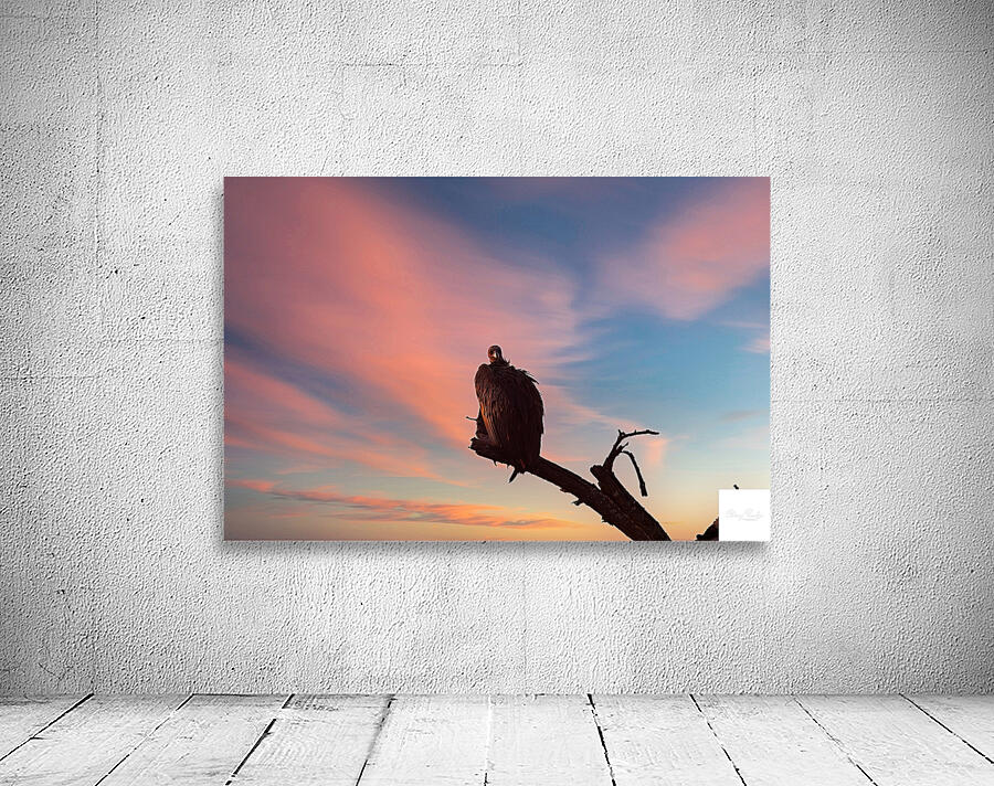 Sky Watcher Wall Preview