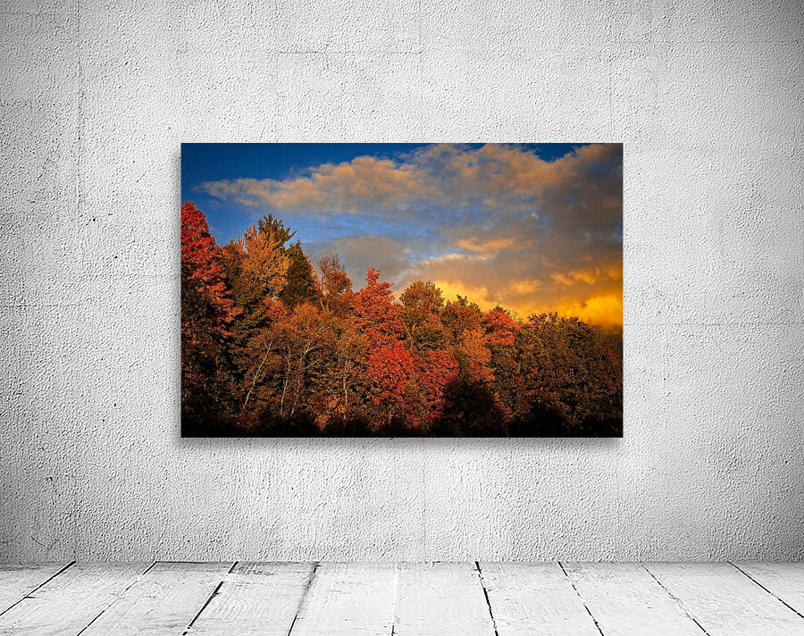 Golden Hour in the Treetops Wall Preview