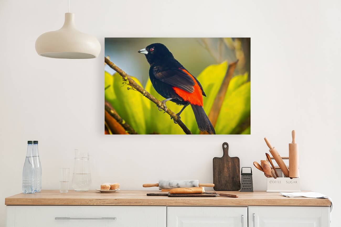 Skyfire Starling Reproduction