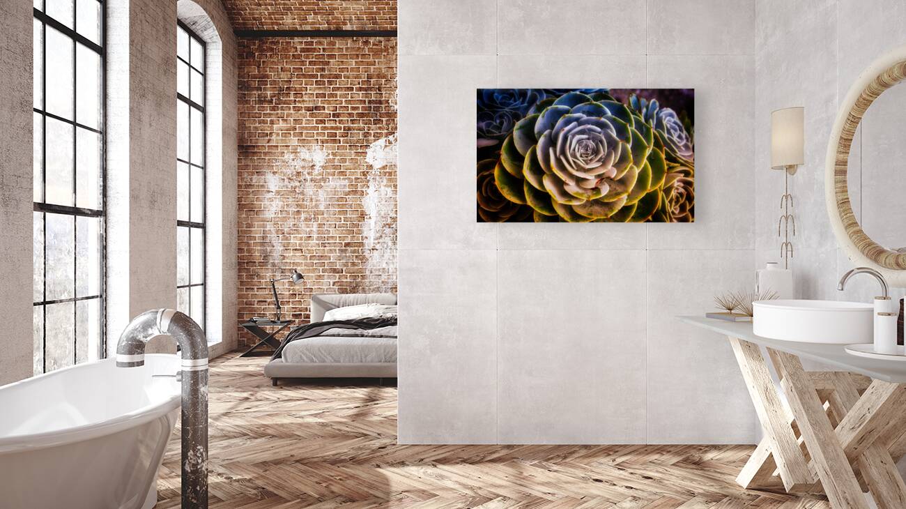 Radiant Succulent Spiral Reproduction