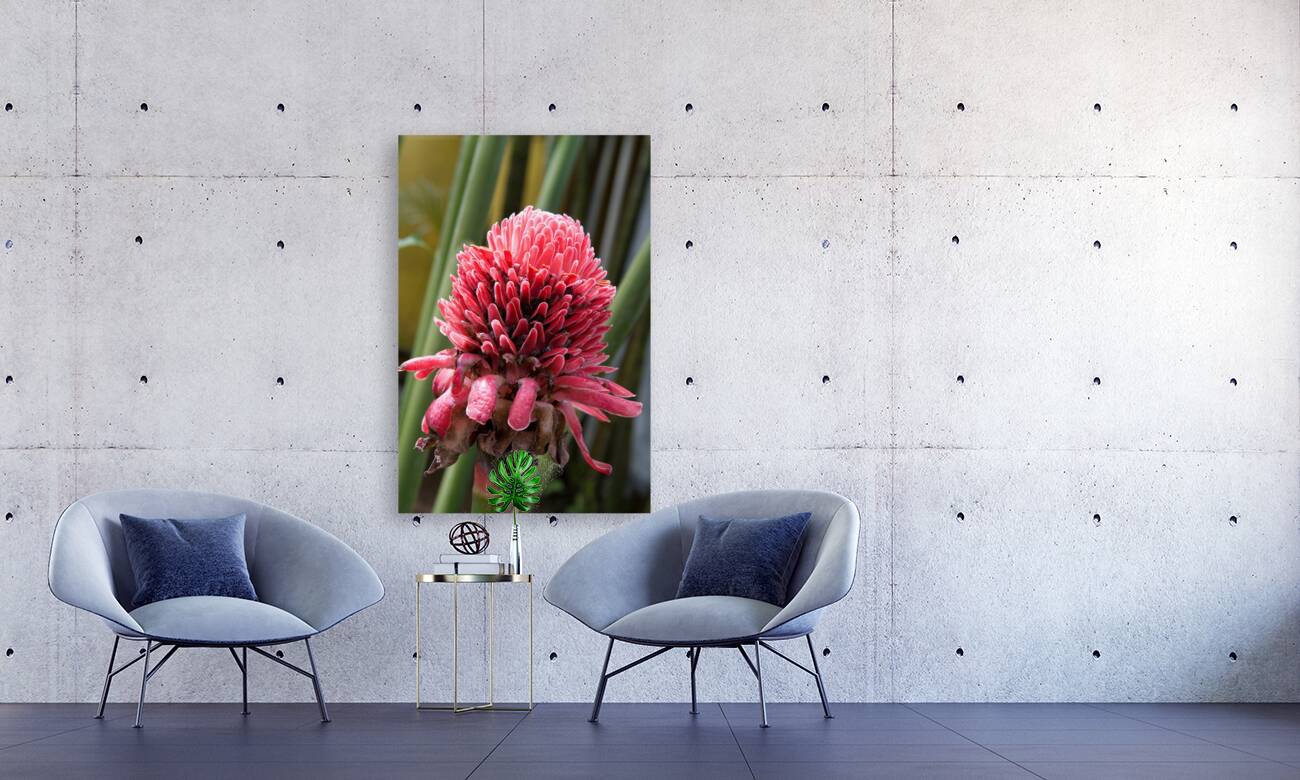 Torch Ginger Bloom Reproduction