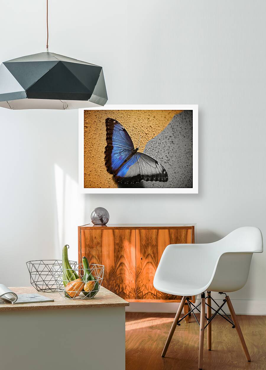 Blue Wing Beauty Reproduction