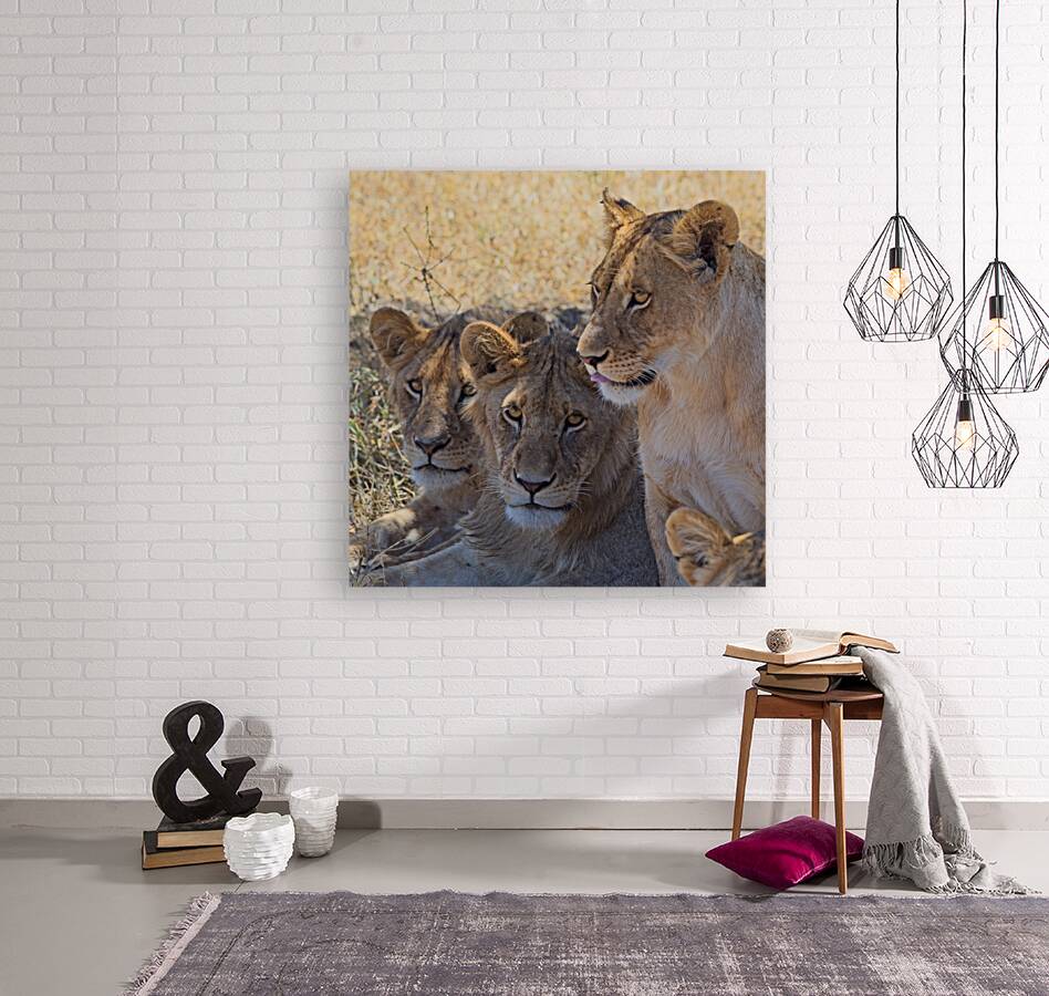 Lion Sisters Reproduction