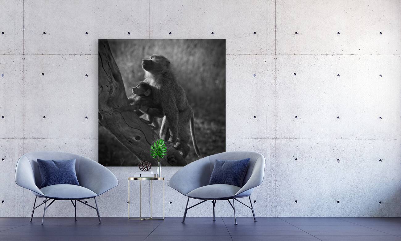 Baboons in Morning Light Reproduction