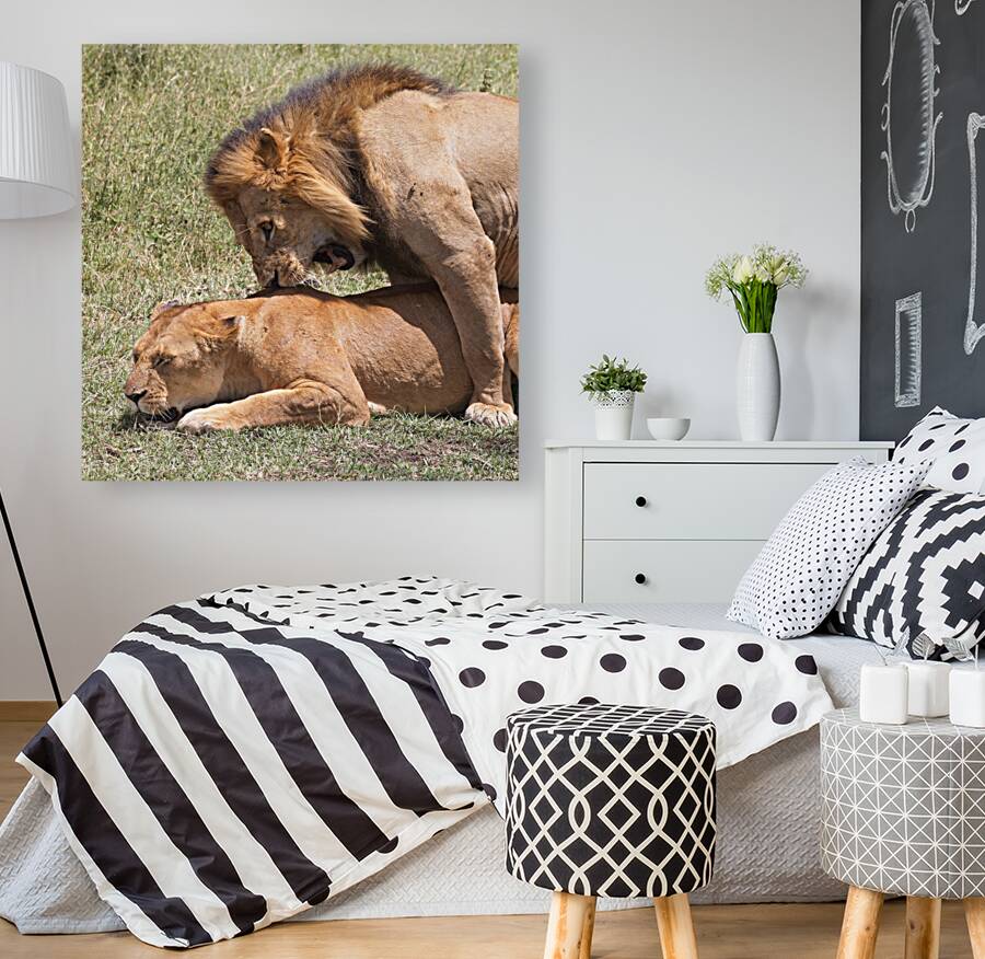 The Lions Claim Reproduction