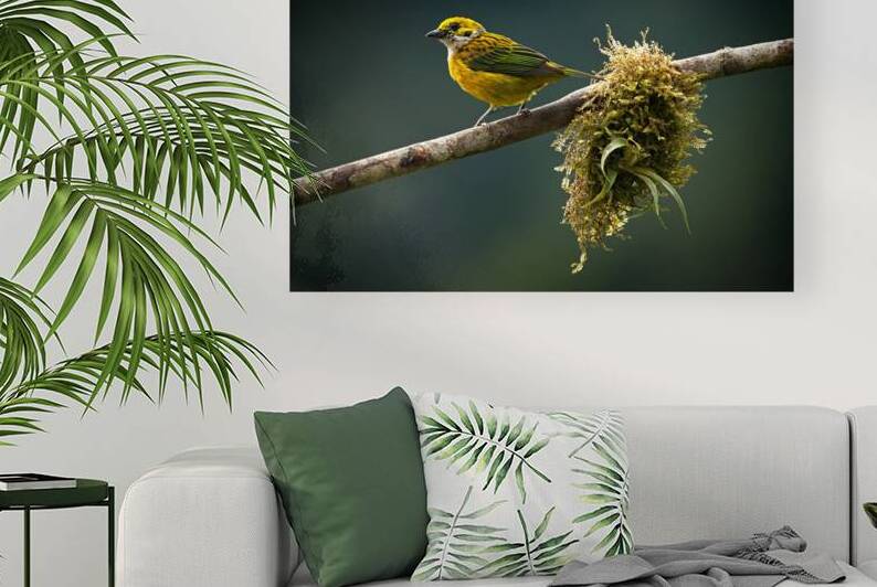 Golden Morning Song by Chirag Pandya