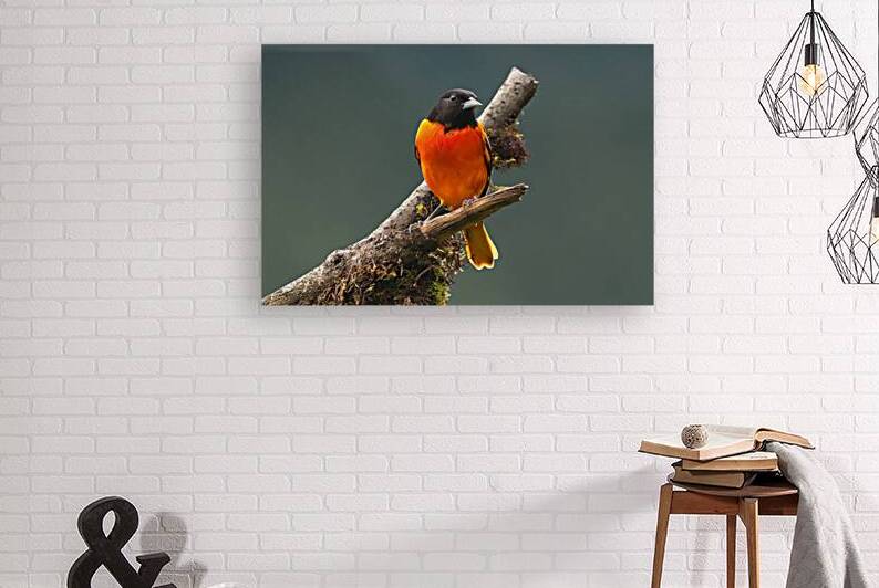 Fire in the Canopy by Chirag Pandya