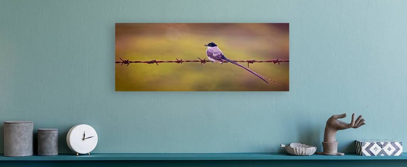 Feathered Sunset by Chirag Pandya